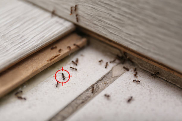 Best Spider Control Near Me  in Mcnair, VA