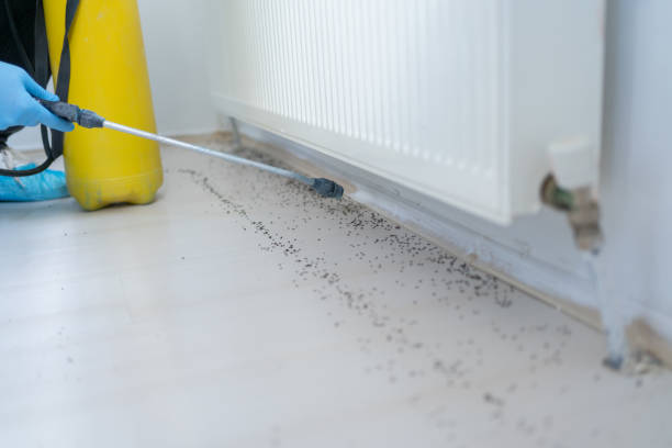 Best Insect Control  in Mcnair, VA
